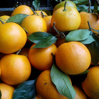 正宗麻阳橙子新鲜水果纯天然现摘现发冰糖橙p