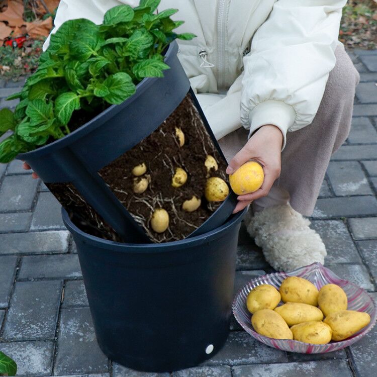 土豆种植盆种植桶家庭室内阳台蔬菜种菜盆神器儿童自然科学盆栽大