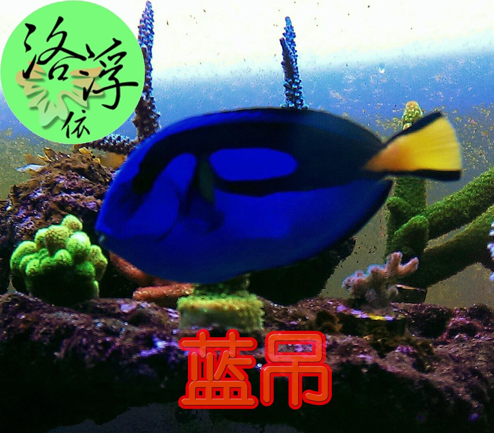 日本购蓝吊鱼q蓝吊类海水鱼易养食藻能手多莉观赏鱼活体热带鱼海