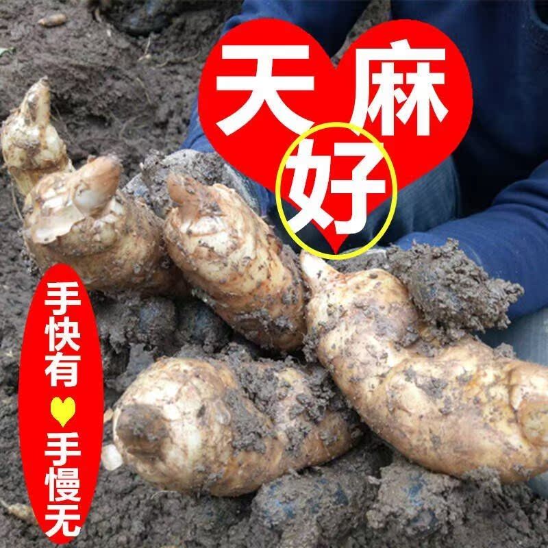 小天麻 新鲜 云南昭通小草坝野生天麻500克10个现挖原产地发货