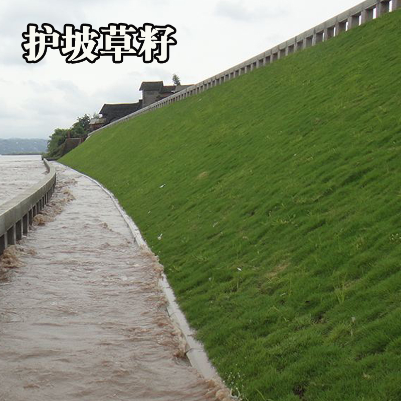 护坡草坪种子马尼拉高羊茅绿化护坡草籽进口四季青狗牙根草坪种子