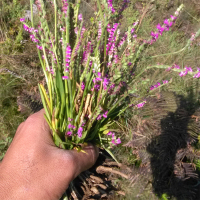 盘龙草-药贵州野生盘龙参一线香镰刀草龙抱柱