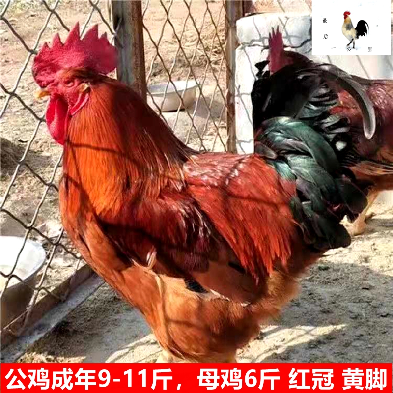 九斤黄鸡大红公鸡种蛋受精蛋可孵化大种肉鸡安卡380 30枚包邮