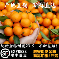 广西柳州融安优质 滑皮 脆皮金桔果树苗 汁多果