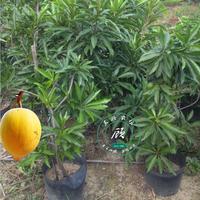 蛋黄果树苗鸡蛋果树苗-进口水果树苗 鸡蛋果苗