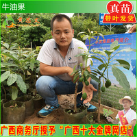 热卖牛油果苗-卖牛油果苗 鳄梨树苗 油梨樟梨酪