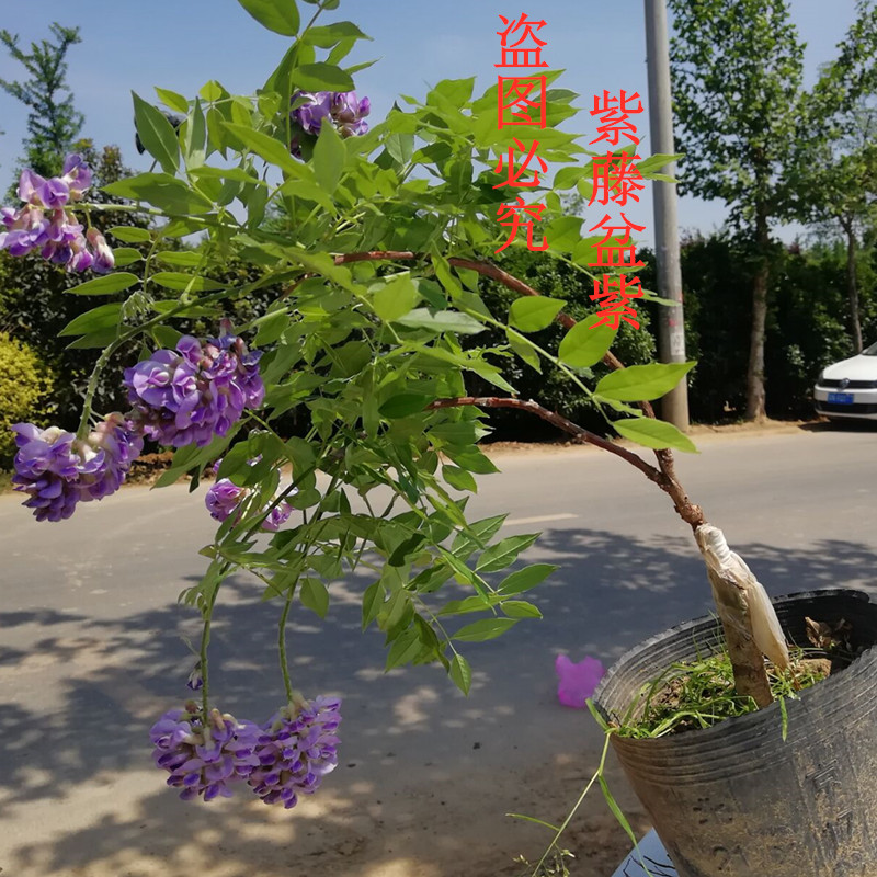 庭院攀援植物爬藤植物紫藤苗紫藤树苗盆栽紫藤花苗紫腾萝花苗爬墙