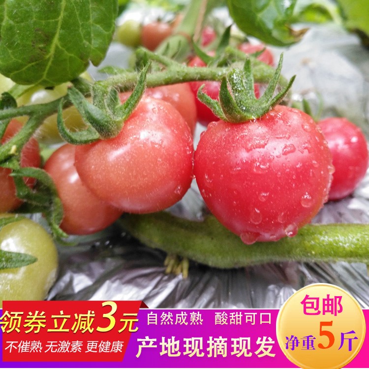 樱桃小番茄水果包邮新鲜圣女果贵州野生包邮10四季 西红柿千禧