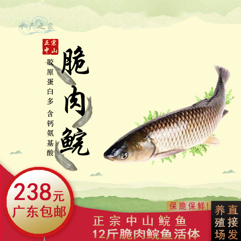 中山特产脆肉皖鲜活鲩鱼东升脆鲩 广东省包邮 鱼 活宰去内脏