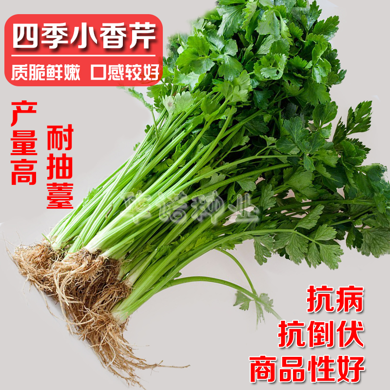 四季小香芹种子庭院阳台盆栽山芹毛芹菜小棵芹菜种文图拉西芹菜籽