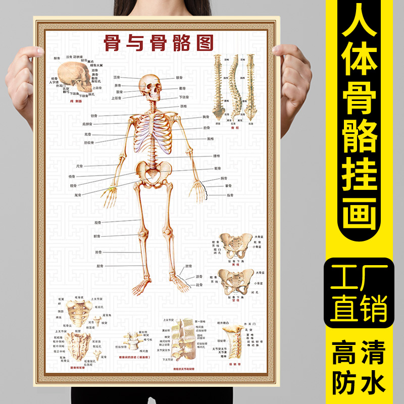 人体骨骼图大挂图穴位肌肉解剖图器官结构图医学骨科全身挂画图片