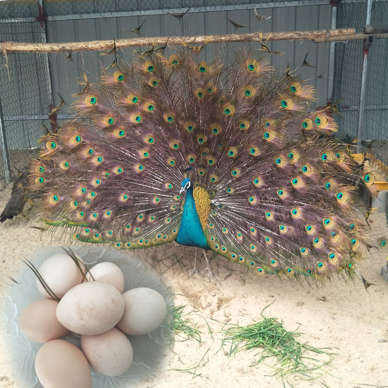 孔雀受精蛋活体纯种蓝孔雀蛋可孵化珍禽宠物鸟蛋种蛋蓝孔雀新鲜蛋