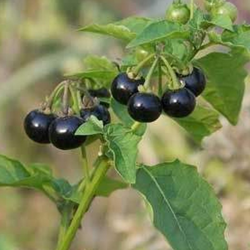 野生龙葵种子 龙葵果山茄枣黑天天特色水果种子儿时味道多年生