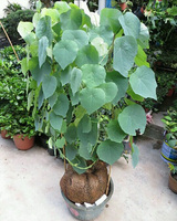 金不换盆栽-薄荷九层塔金不换罗勒食用香料植