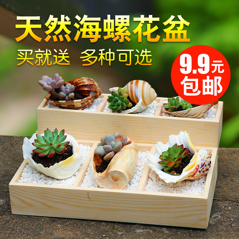 天然海螺贝壳多肉花盆套餐组合创意凤梨海胆diy盆栽室内植物盆器