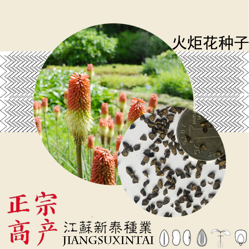 共28 件火炬花种子相关商品