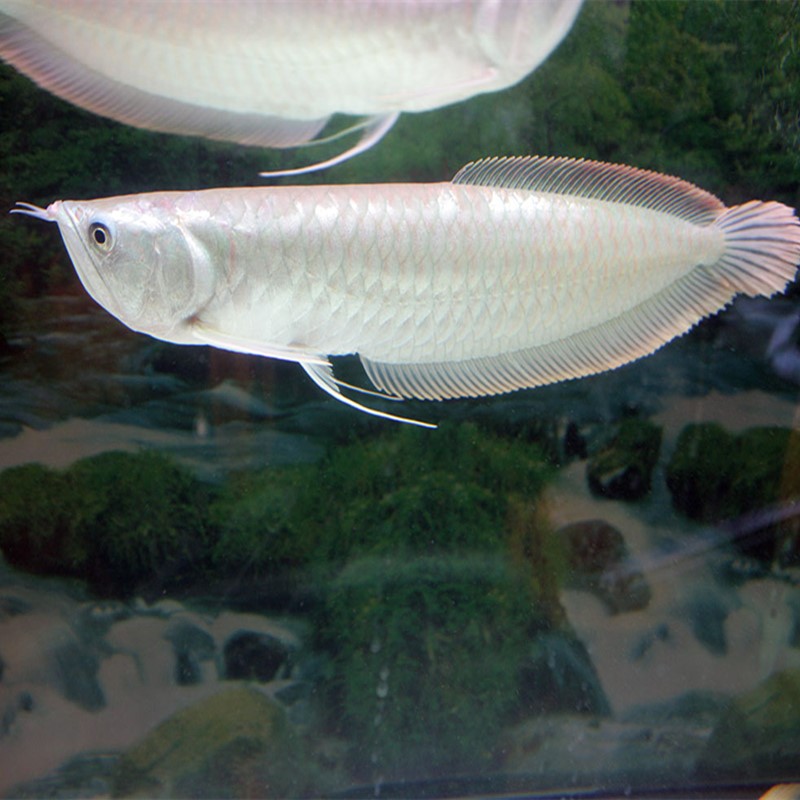 大型淡水鱼热带鱼观赏鱼风水鱼成年银龙鱼福音龙鱼水族宠物活体鱼