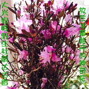 美产D'Addario达达里真的好吗 哪里买便宜价格