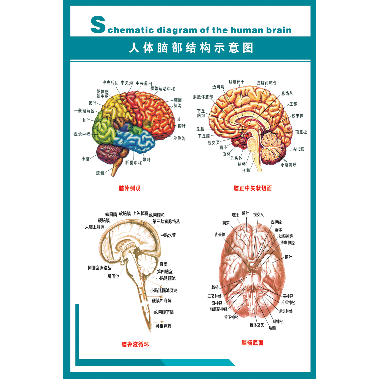 人体脑部结构示意图墙贴 医院脑科医用宣传海报 脑部解剖知识挂图