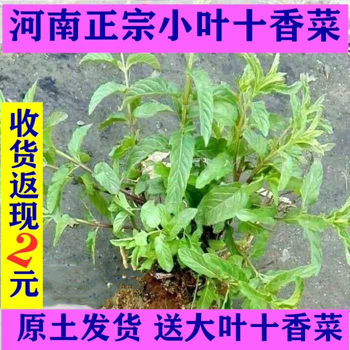 河南山区特产热销小叶十香菜苗蒜汁调料闻香除味石香菜盆栽种植苗