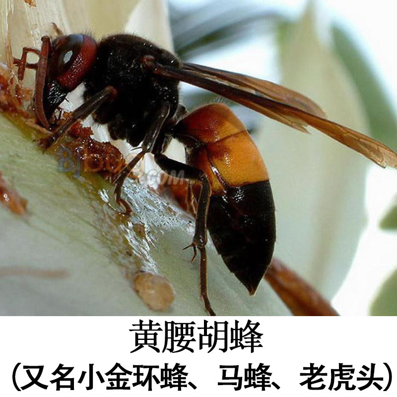 共152 件地蜂酒相关商品
