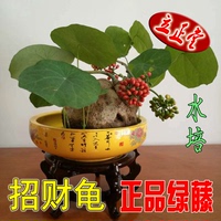 金不换盆栽-薄荷九层塔金不换罗勒食用香料植