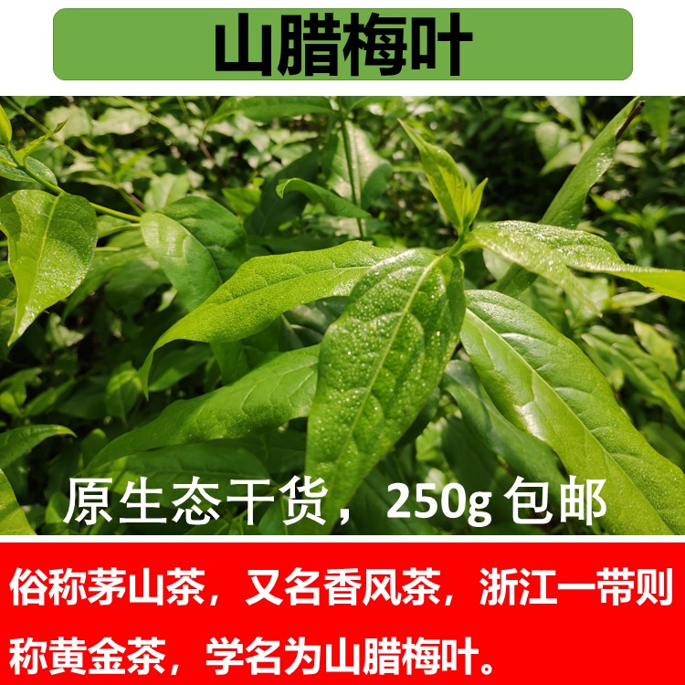 山腊梅叶茅毛山茶香风茶初级加工原生态野生黄金茶感冒药草