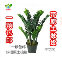 小型盆栽金钱树-发财树水培植物办公室内花卉