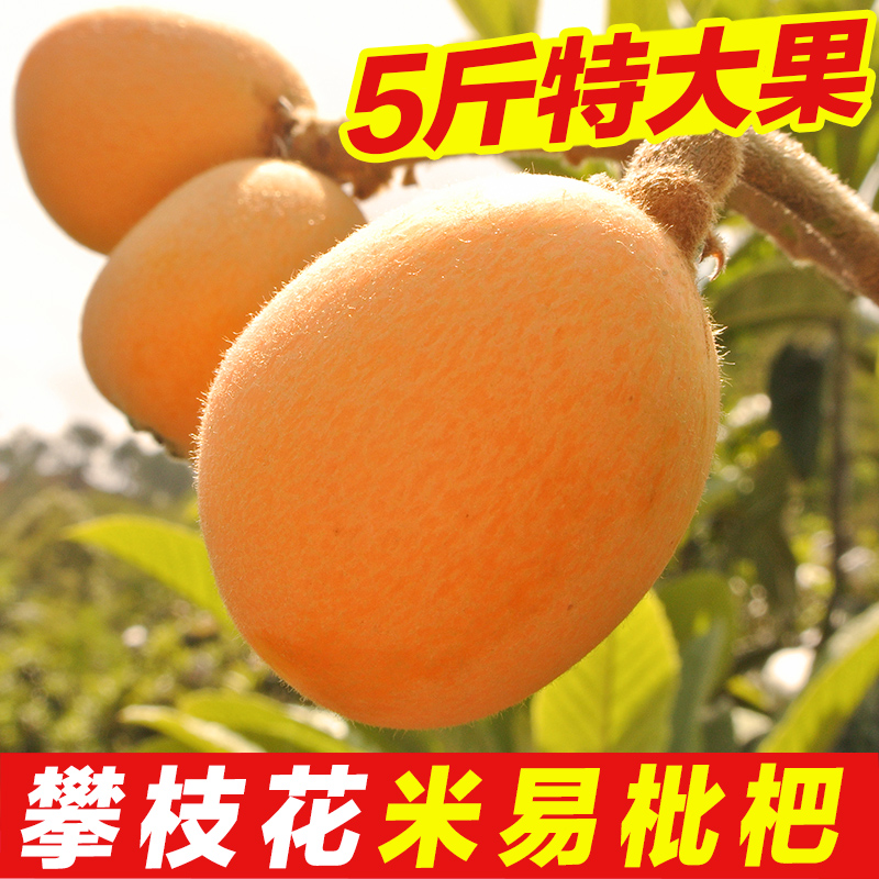 攀枝花米易枇杷新鲜琵琶水果甜新鲜琵琶当季重5斤整箱精品超大果