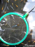 (观背青鳉,稻田鱼)-鱼1只【包邮极品】 观背青鳉