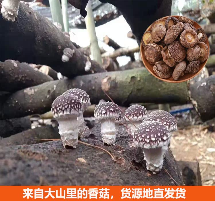 香菇椴木生产卷边花菇干货农家冬菇2019非野生小蘑菇香菌250g