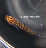 (观背青鳉,稻田鱼)-鱼1只【包邮极品】 观背青鳉