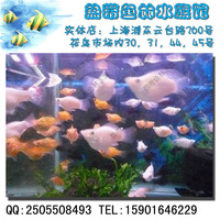 半岛水族馆皮球鱼 球玛丽鱼 黑皮球 金皮球 银皮
