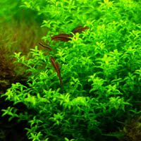 蓑衣\/羽裂草\/雨蝶草 雨裂 一杯 前中景草莫斯阴