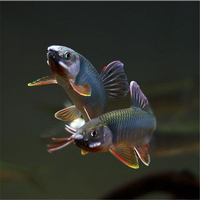野外原生淡水鱼宽长鳍鱲冷水七彩观赏鱼活体马