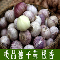 独子蒜头-大蒜头紫皮独蒜头 抗癌防流感新鲜独