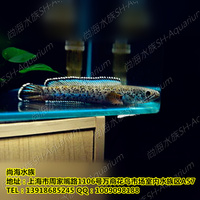 水族 水族杀菌盐黄粉鱼药 白点白毛烂尾烂鳃 鱼