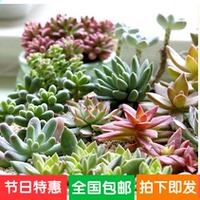 各种植物-透明塑封树叶过塑植物标本卡不同形