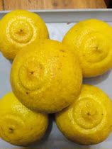 【象山青桔子】_象山青桔子推荐_品牌_价格_