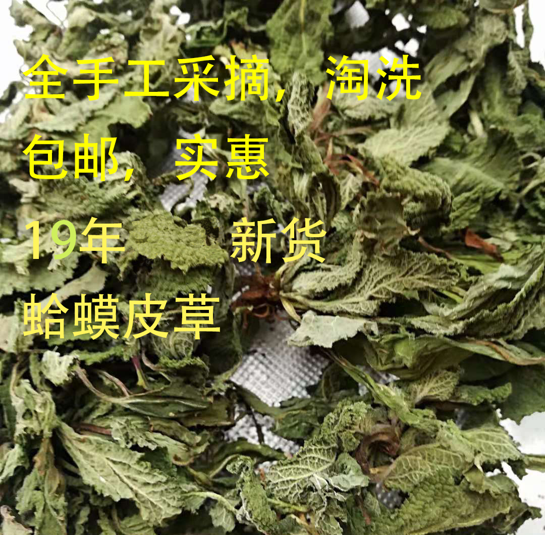 野生整颗荔枝草 蛤蟆草委陵草全草干品500克包邮