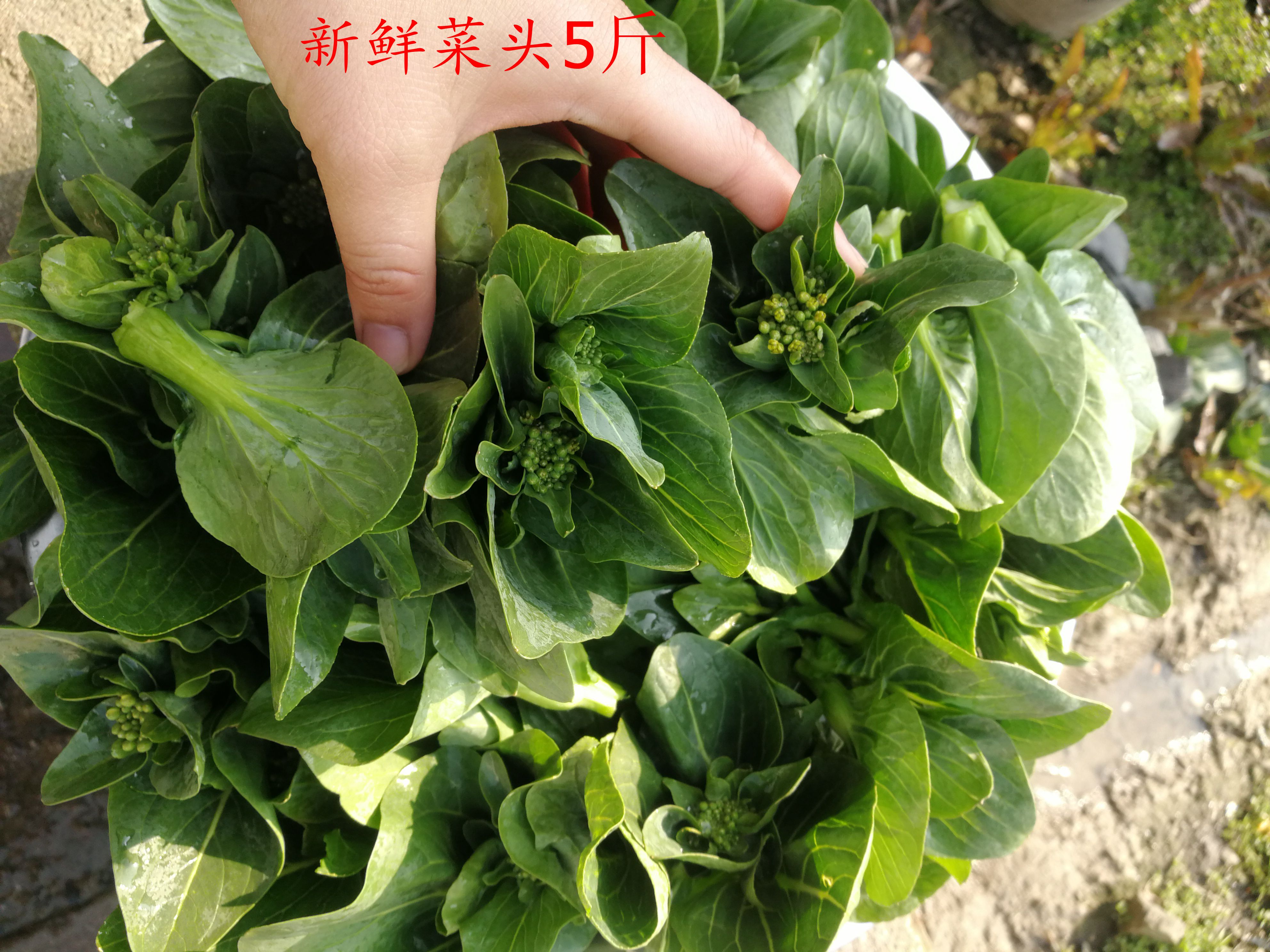 农村现摘现发新鲜青菜菜头 油菜心 菜苔 菜芯 黑菜 蔬菜菜尖5斤