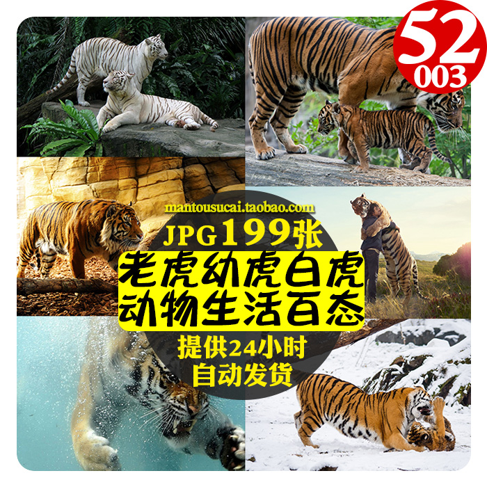 共141 件幼虎相关商品