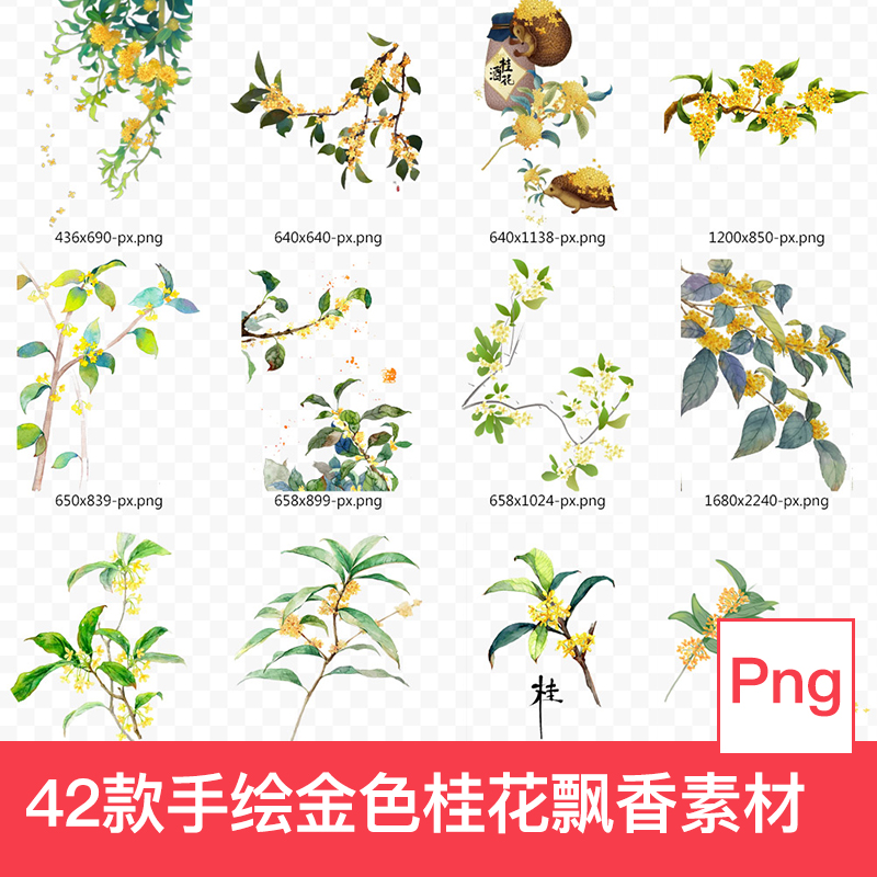 手绘植物药材金色八月中秋金桂花飘香花瓣飘落秋天金桂免抠n311