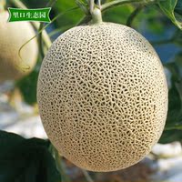 正宗海阳留格网纹瓜 比新疆哈密瓜更甜的瓜 山