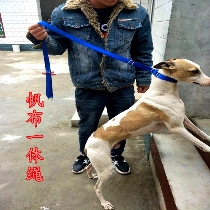 狗狗牵引绳遛狗狗绳格力格慧比特犬宠物用品帆布牵引一体绳狩猎