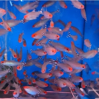 丽丽鱼-丽鱼彩裙鱼虎皮鱼黄蓝曼龙神仙鱼丽丽