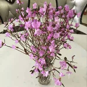 美产D'Addario达达里真的好吗 哪里买便宜价格