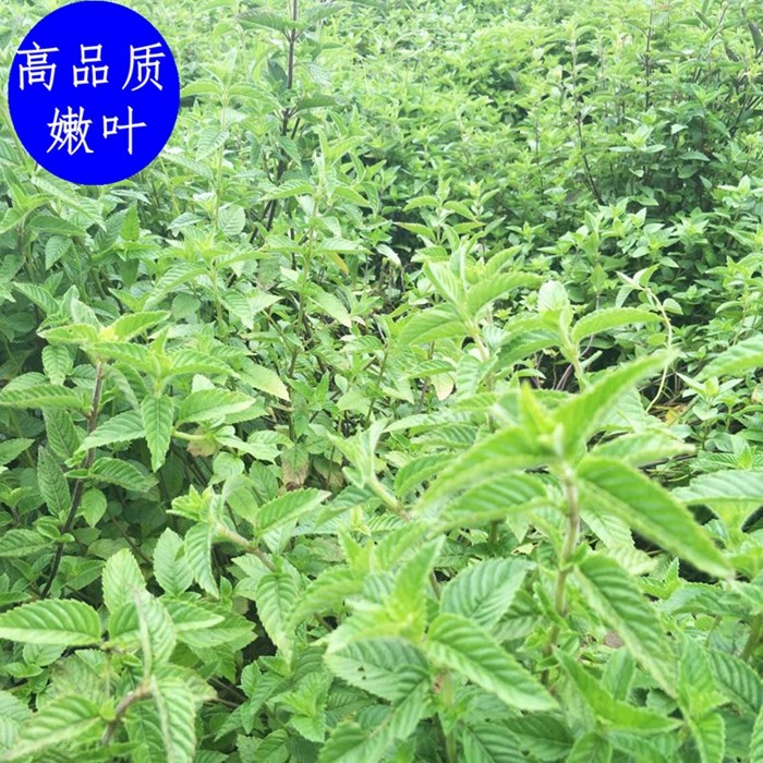 仙草干烧仙草 新鲜草干仙草冻黑凉粉烧仙草汁粉正宗仙人草粿草