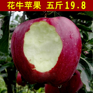 现摘花牛苹果5斤当季新鲜水果甘肃天水礼县批发包邮非美国蛇果苹果新鲜