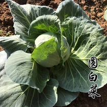 圆白菜新鲜蔬菜洋白菜绿甘蓝包心菜卷心菜新鲜蔬菜随单现拔500g